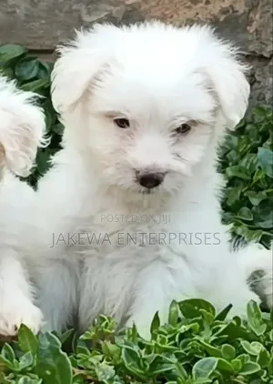 1-3 months Female Purebred Havanese