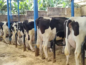 Multiple 8 Months in-Calf Holstein Friesian Heifers – Sexed Semen