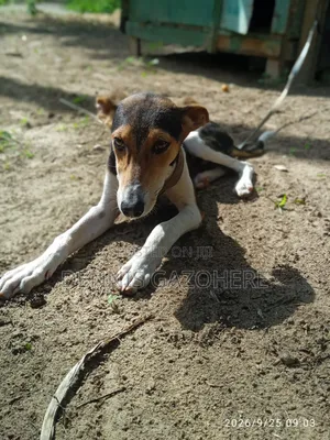 3-6 months Male Mixed Breed Afghan Hound