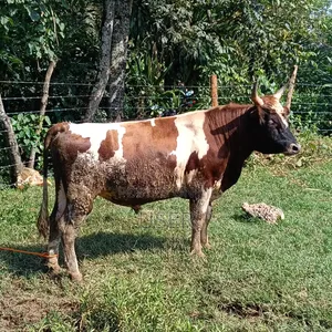 Bull for Sale