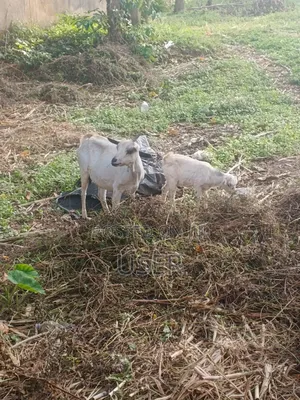 Goat for Sale