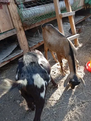 Three Goats