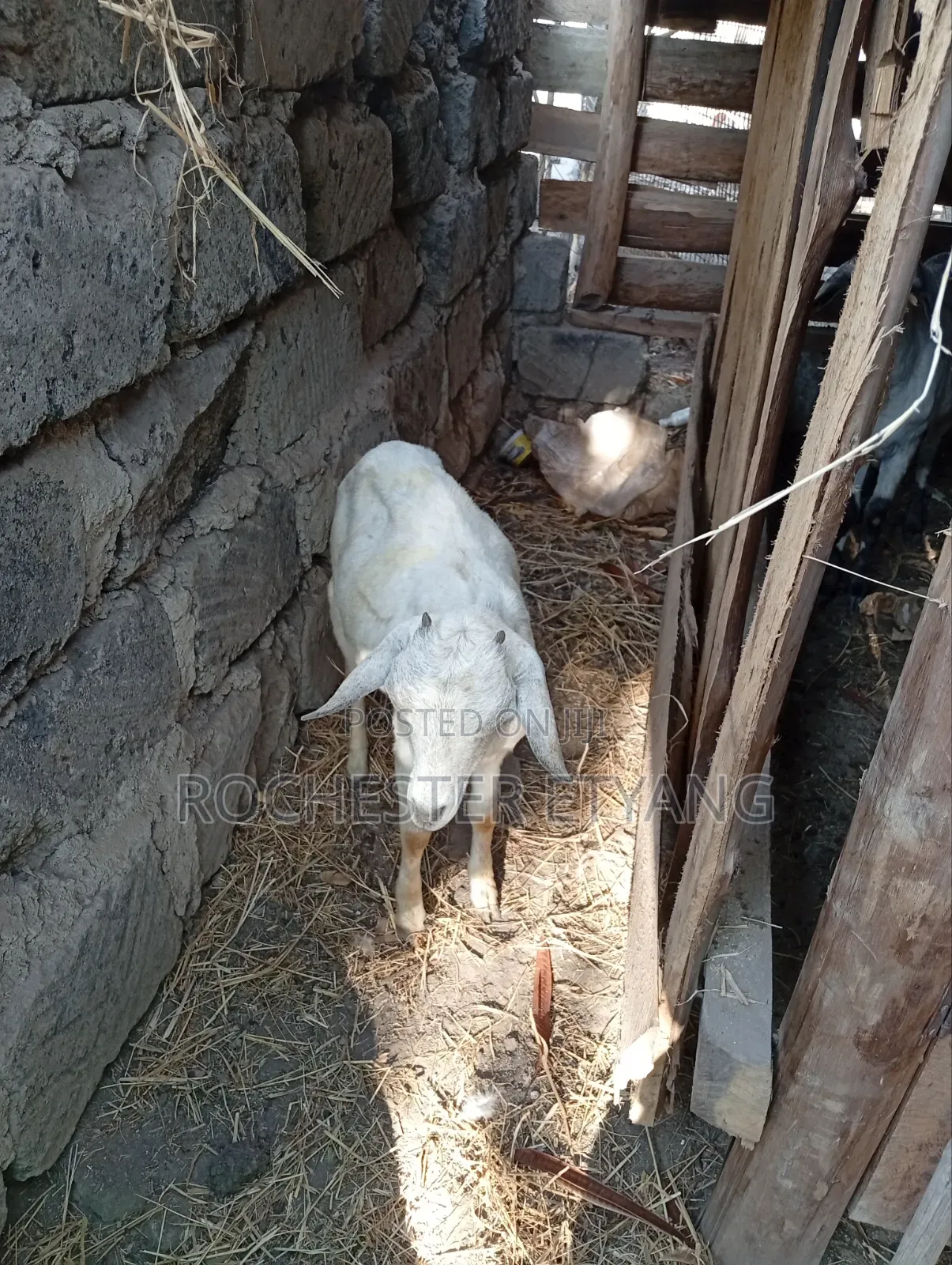 Three Goats