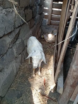 Three Goats