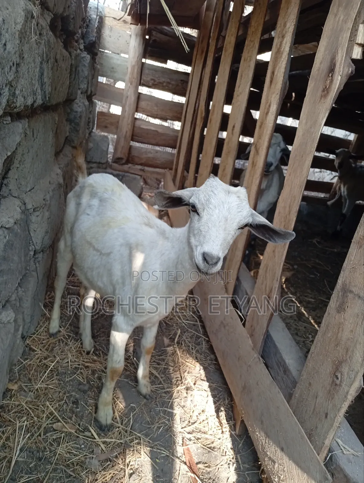 Three Goats