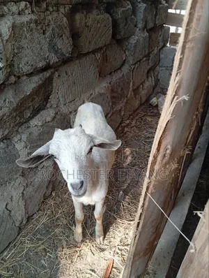 Three Goats
