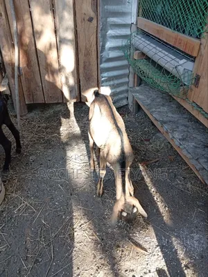 Three Goats