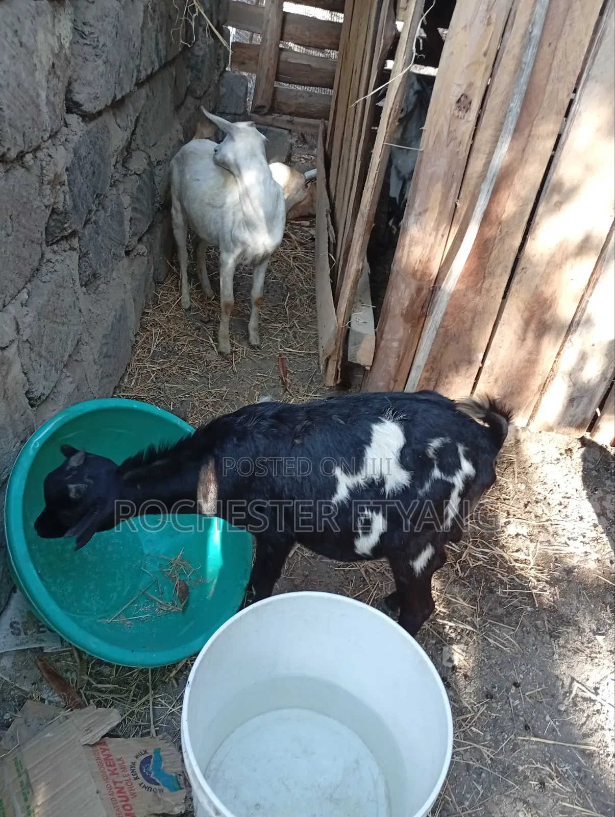 Three Goats