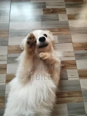 6-12 months Male Mixed Breed Japanese Spitz