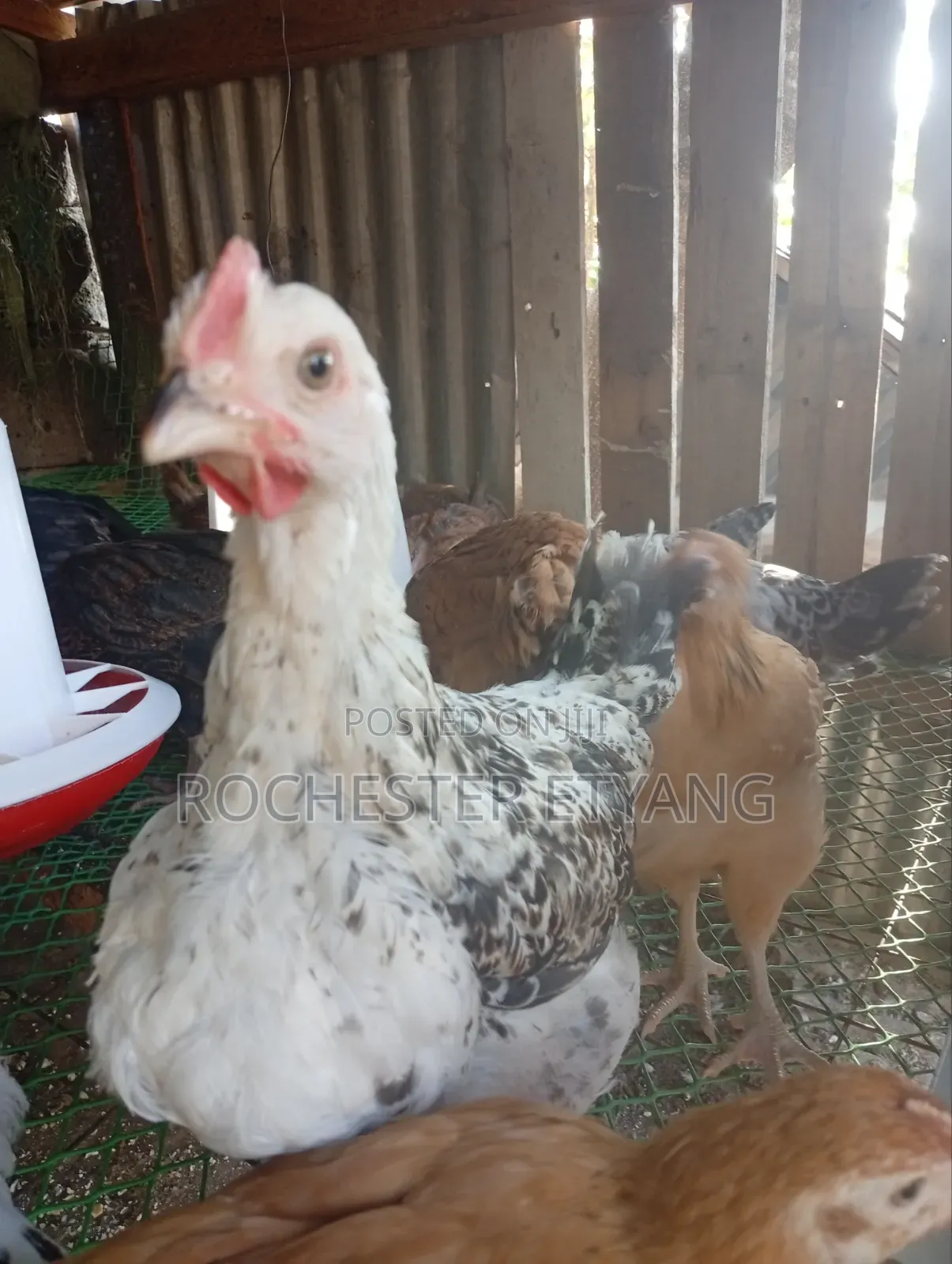 Pure Kienyeji Chicken