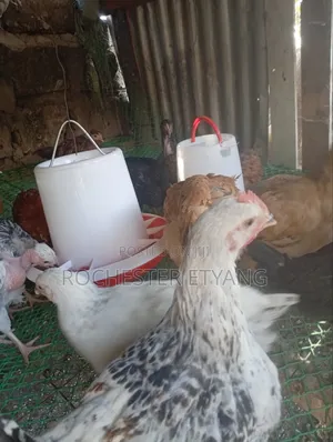 Pure Kienyeji Chicken