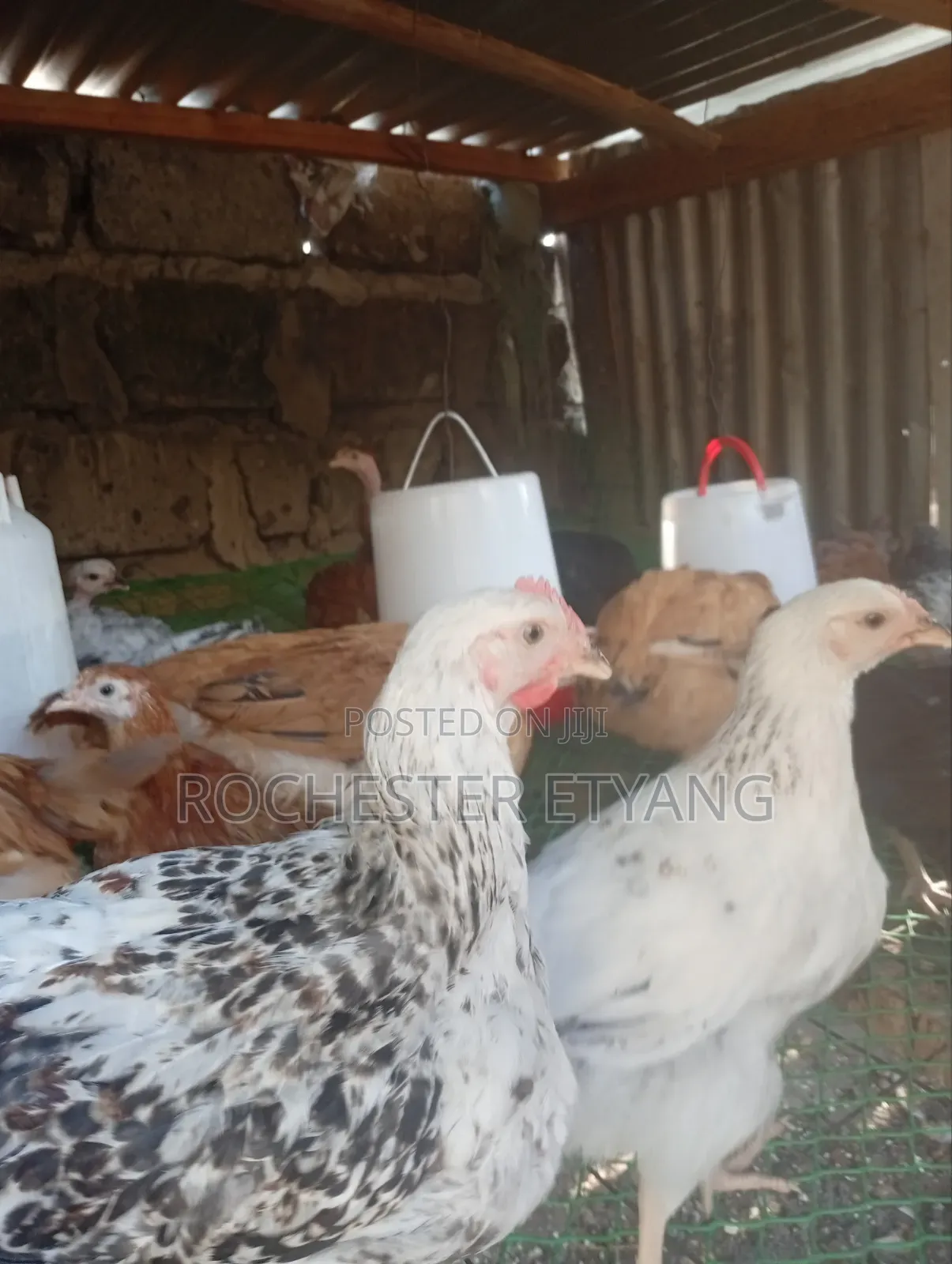 Pure Kienyeji Chicken