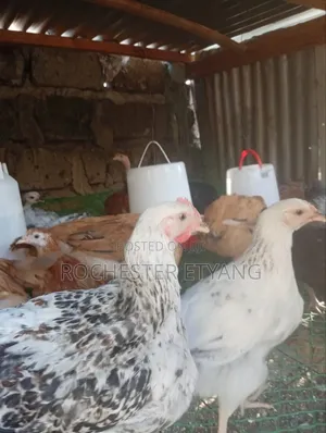 Pure Kienyeji Chicken