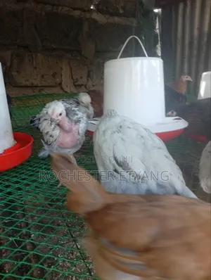 Pure Kienyeji Chicken