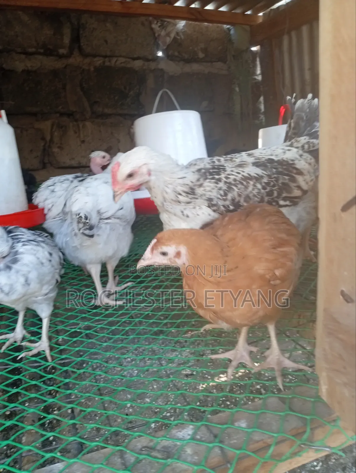 Pure Kienyeji Chicken