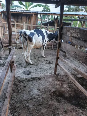 Freshian Cow