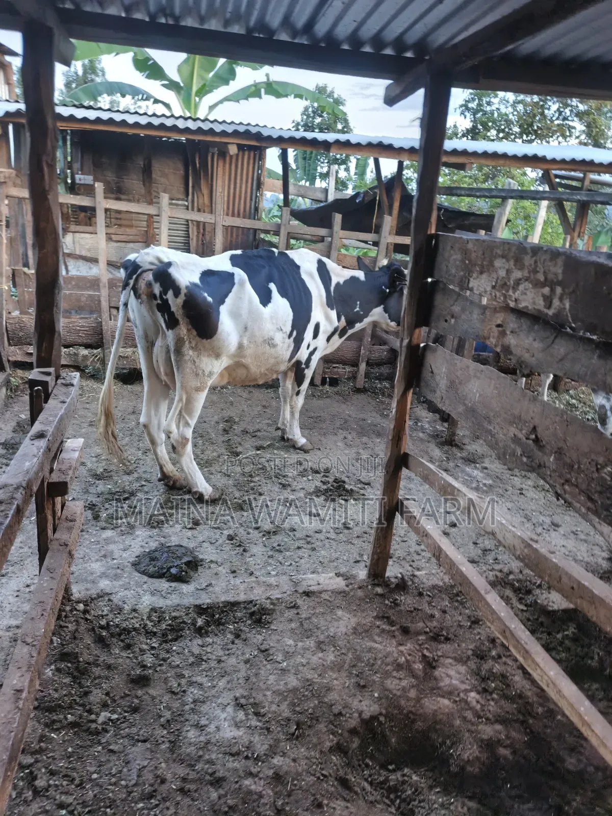 Freshian Cow