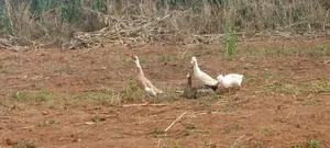 Indian Runner Drake