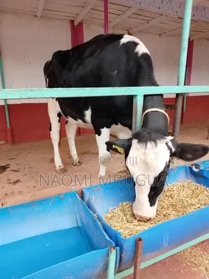 Pedigree Incalf Heifers
