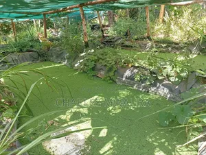 Azolla Seeds