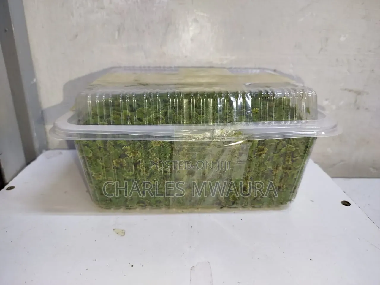 Azolla Seeds
