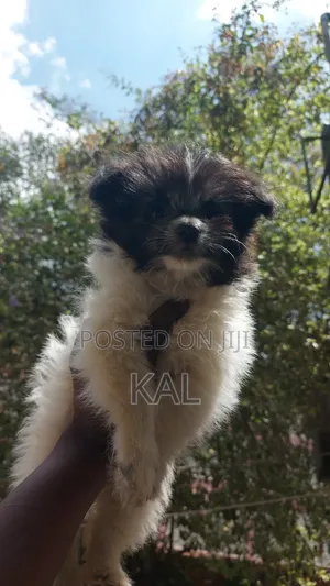 1-3 months Female Mixed Breed Maltese