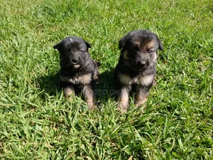 1-3 months Male Purebred German Shepherd