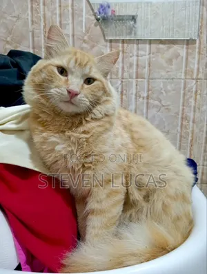 6-12 months Male Purebred Persian