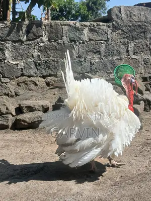 Pair of White Holland Turkey