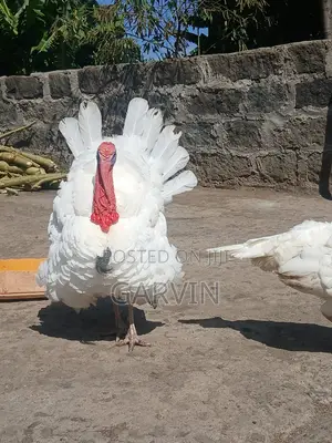 Pair of White Holland Turkey