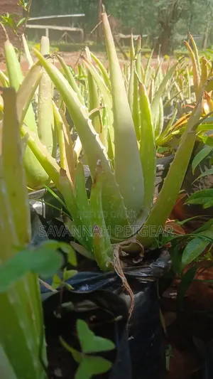 Aloe Vera Barbadensis Miller, Aloe Chinensis Variety Organic Seedlings
