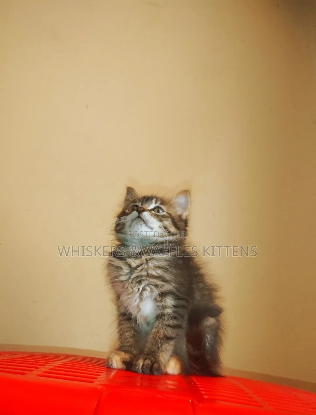 1-3 months Female Purebred Tabby