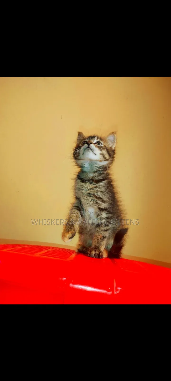 1-3 months Female Purebred Tabby