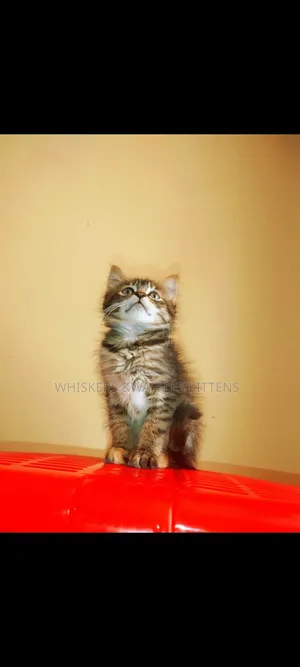 1-3 months Female Purebred Tabby