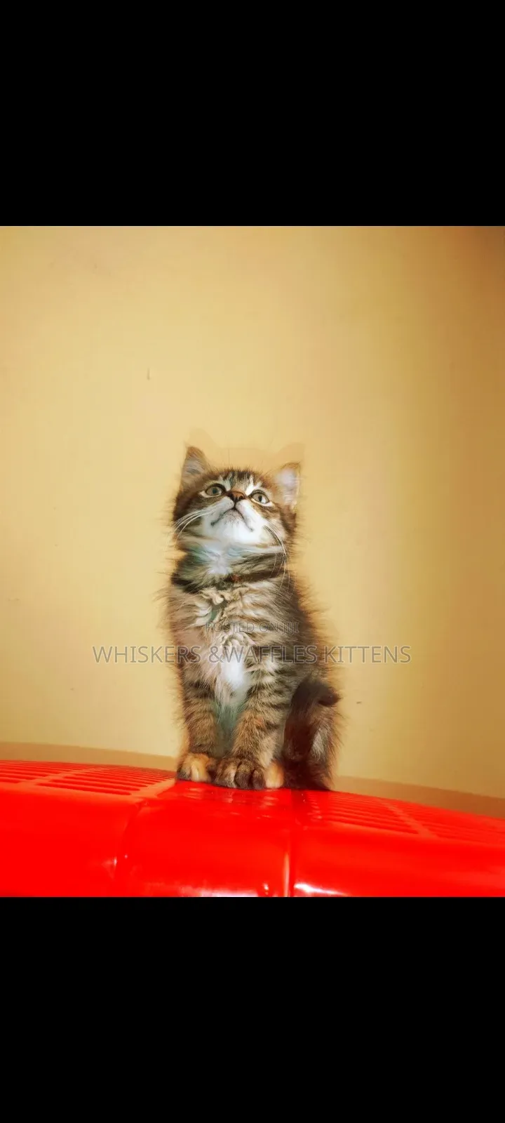 1-3 months Female Purebred Tabby