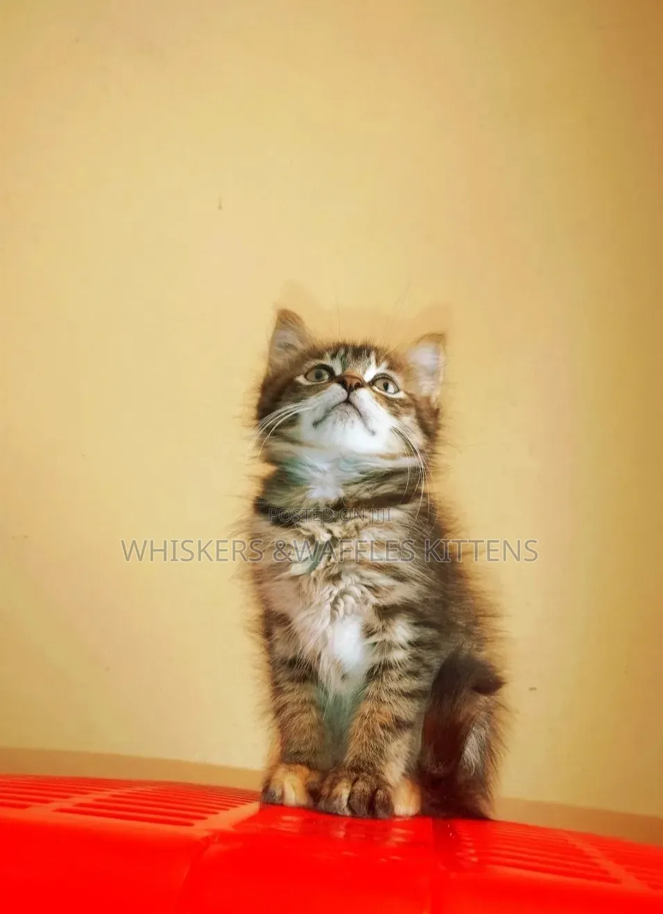 1-3 months Female Purebred Tabby