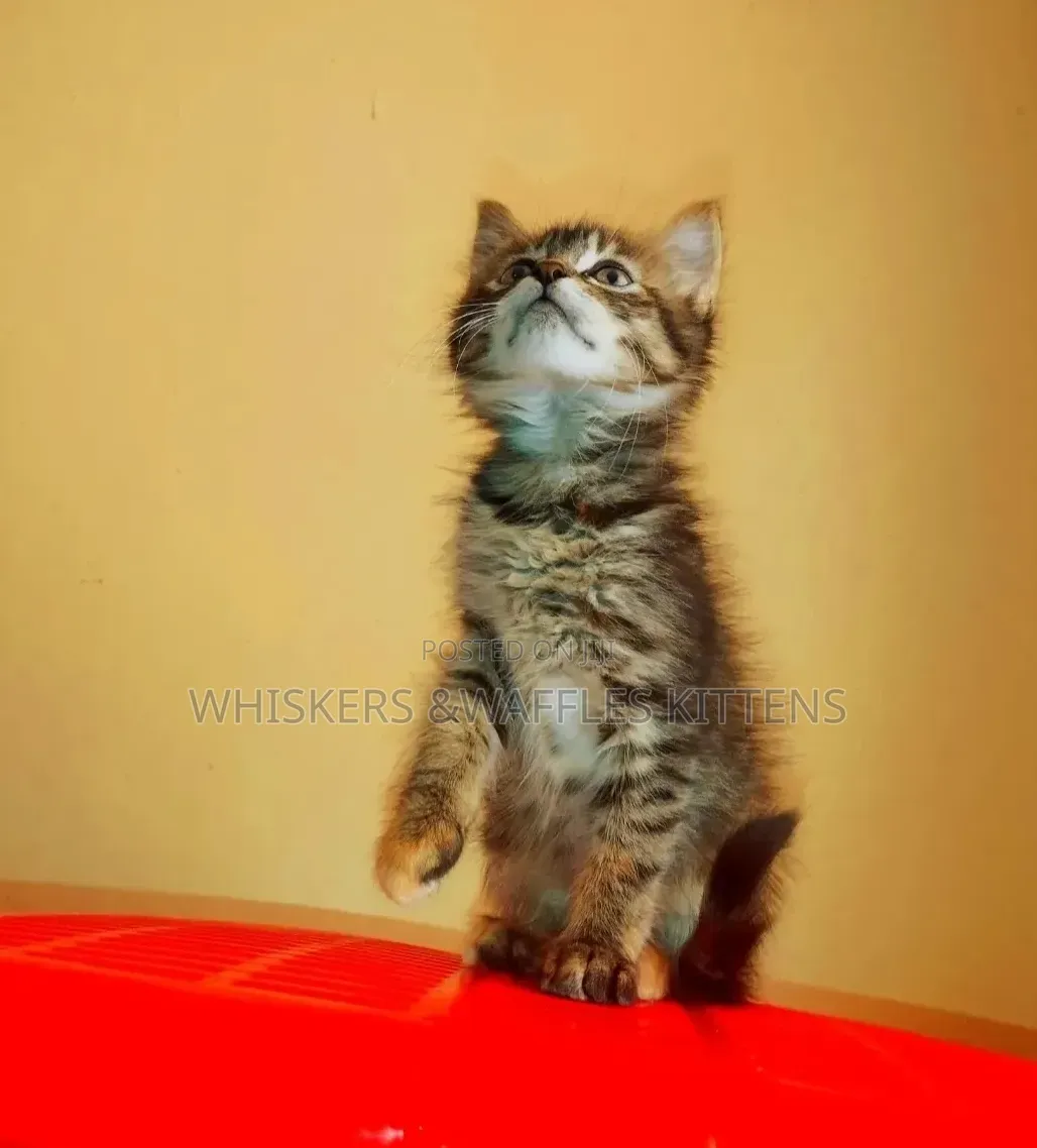 1-3 months Female Purebred Tabby