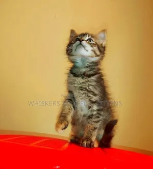 1-3 months Female Purebred Tabby