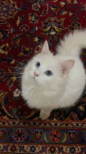 3-6 months Female Mixed Breed Turkish Van