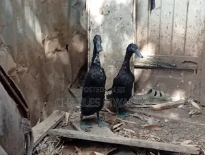 Ducks and Ducklings