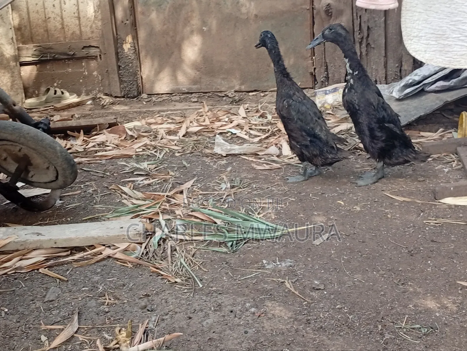 Ducks and Ducklings