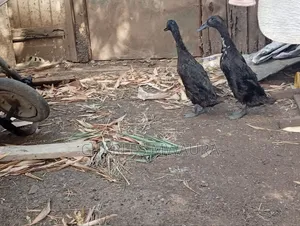 Ducks and Ducklings