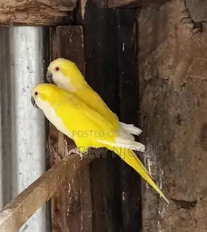 Quakers Pair Available