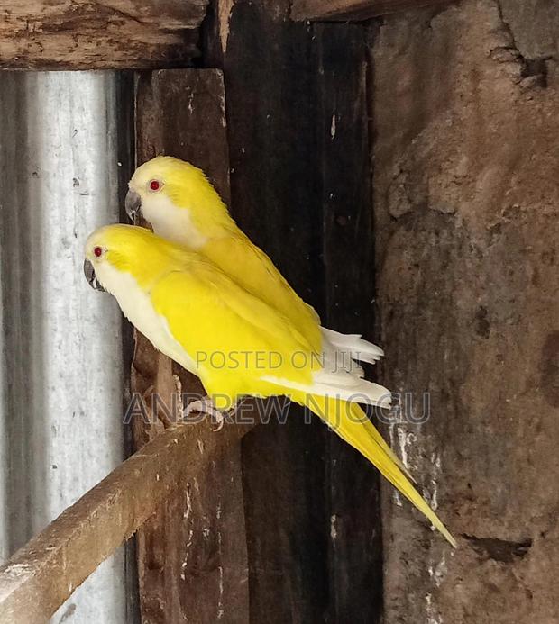 Quakers Pair Available