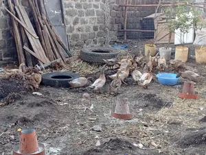 Ducks and Ducklings