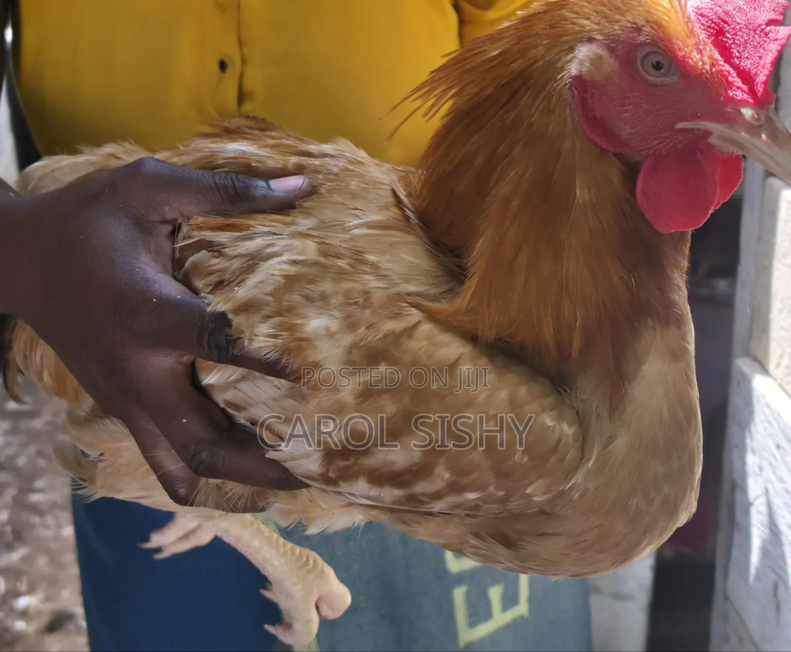 Improved Kienyeji Chicken
