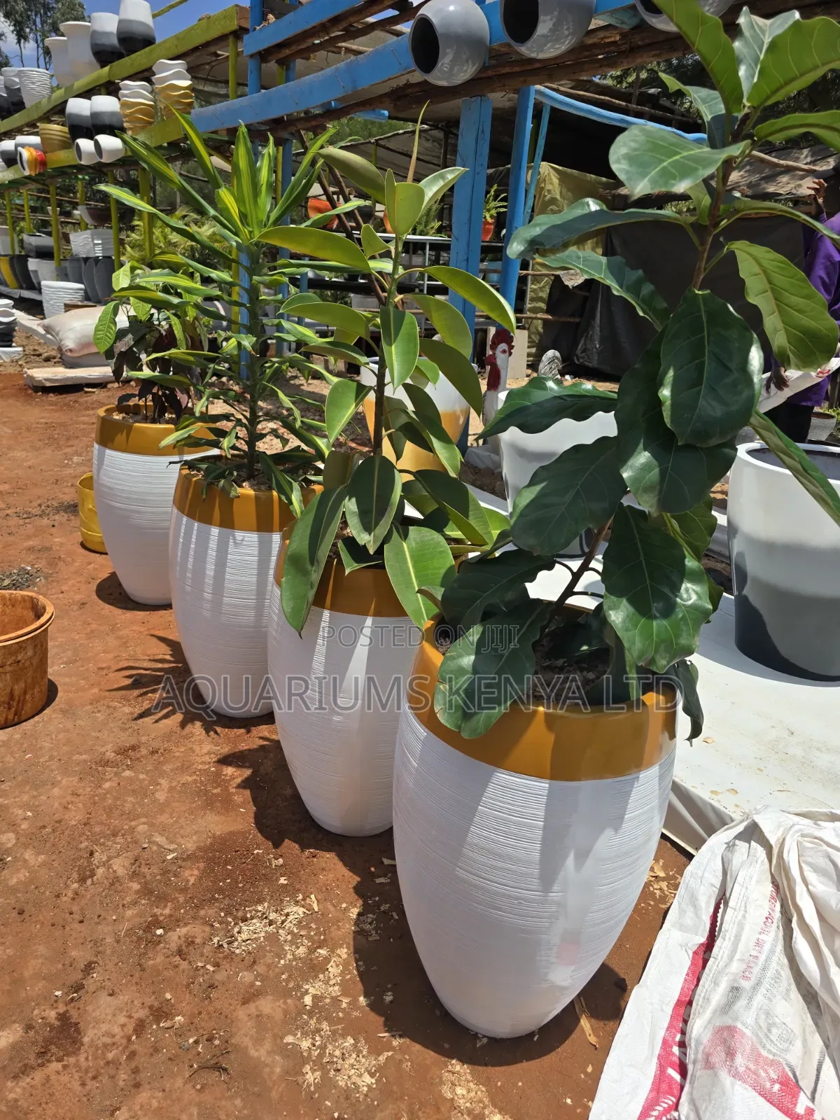 Potted Fibrepots Office Walkways 