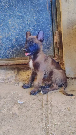 1-3 months Female Purebred Belgian Malinois