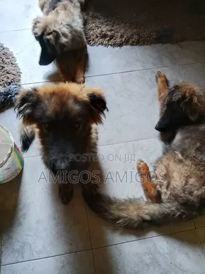 3-6 months Male Mixed Breed German Shepherd
