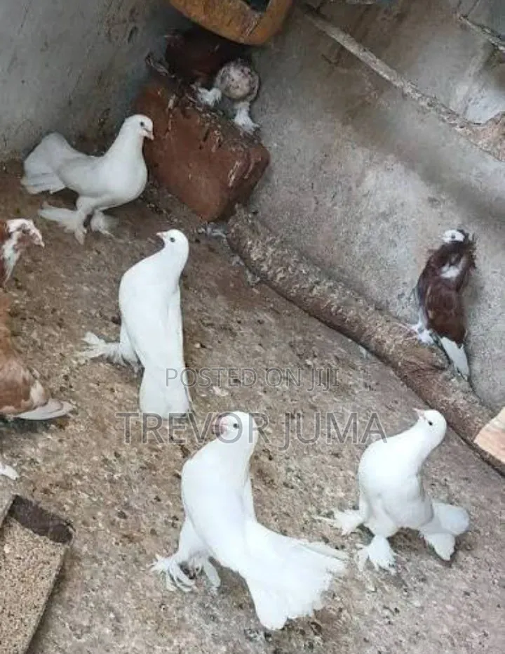 Fancy Pigeons
